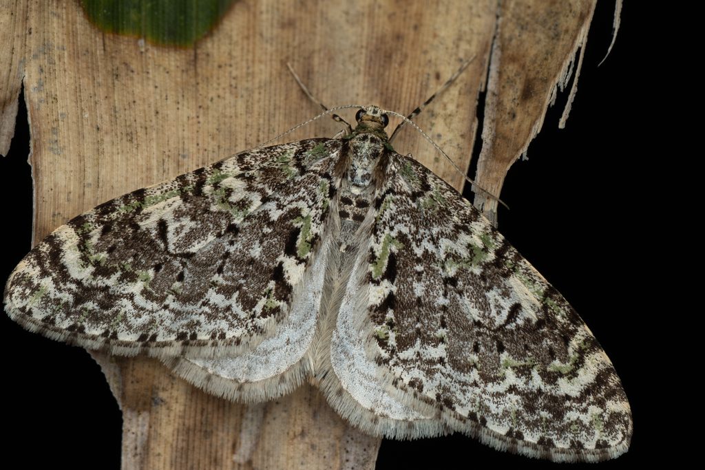 ウスミドリコバネナミシャク（Trichopteryx miracula Inoue, 1942）の写真