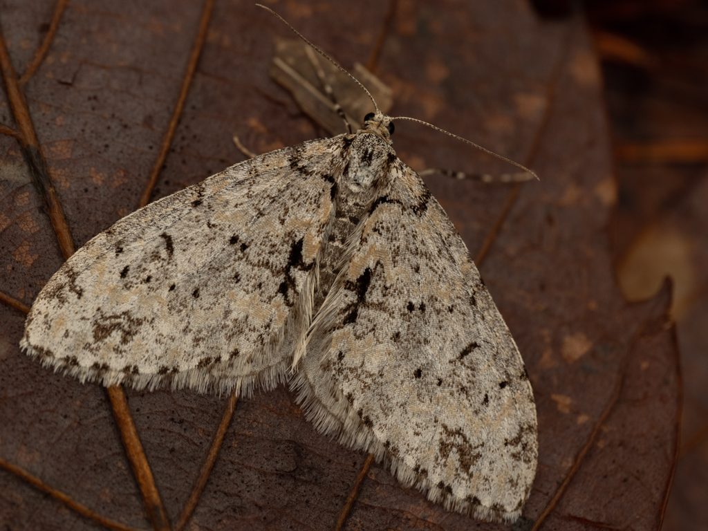 Trichopteryx muscigera (Butler, 1881) photograph