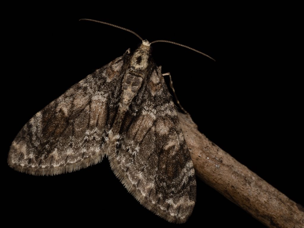マダラコバネナミシャク（Trichopteryx ussurica (Wehrli, 1927)）の写真