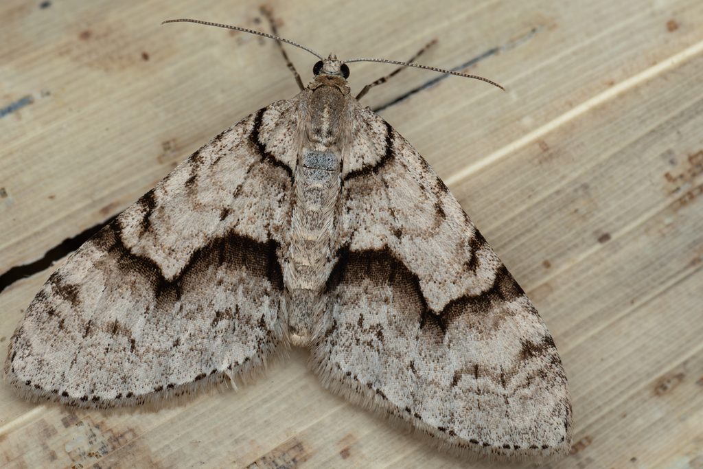 Trichopteryx ustata (Christoph, 1881) photograph