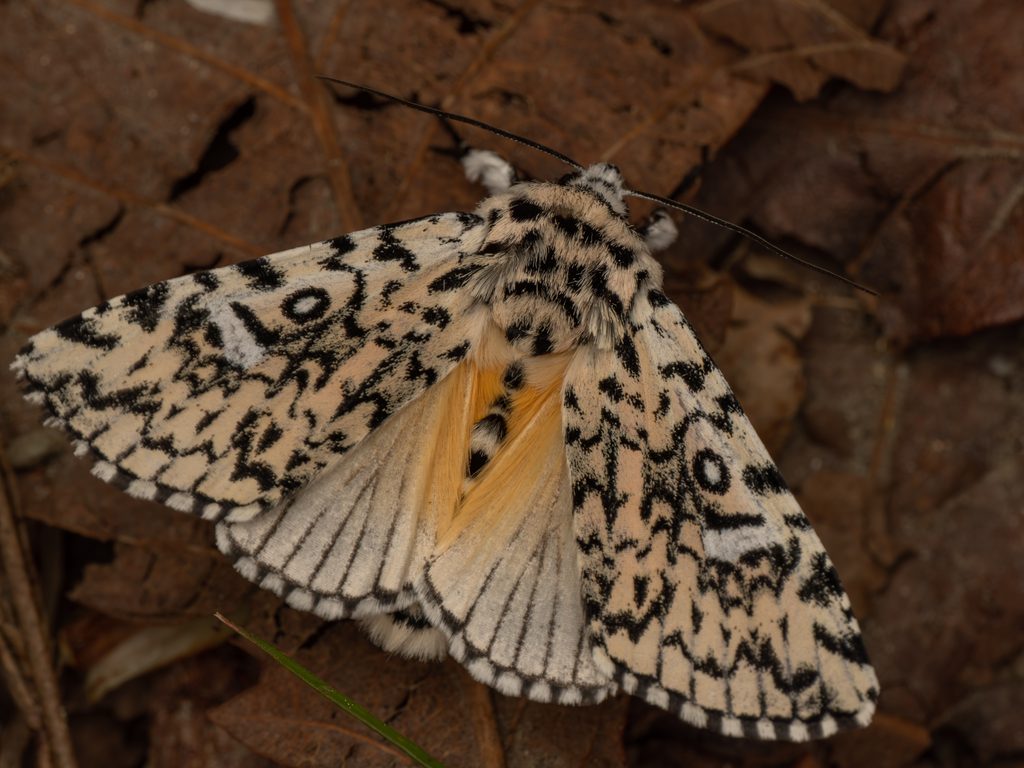 Trichosea ludifica (Linnaeus, 1758) photograph