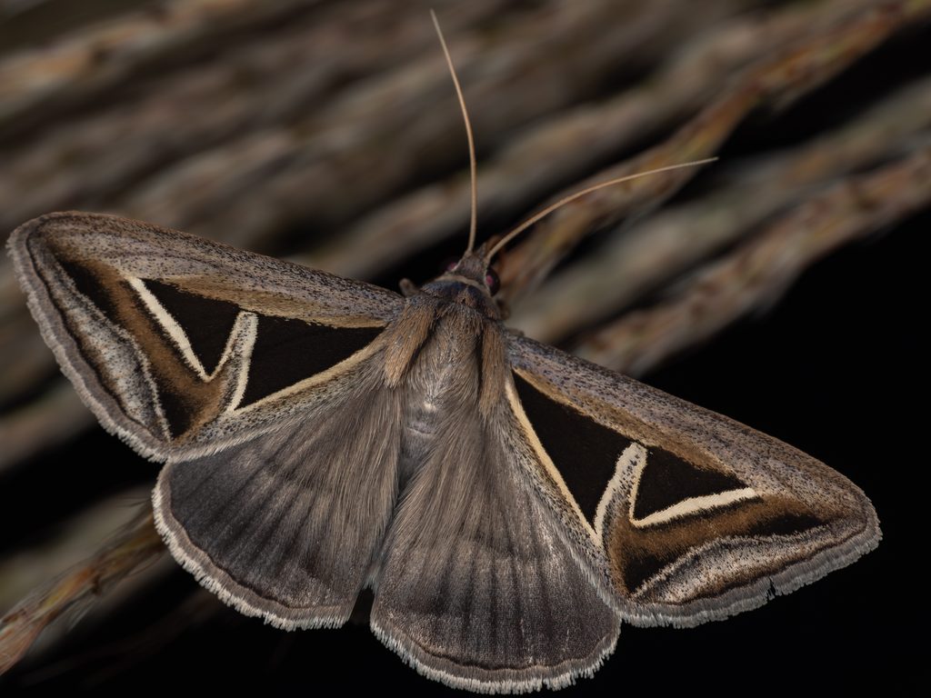 サンカククチバ（Trigonodes hyppasia (Cramer, 1779)）の写真