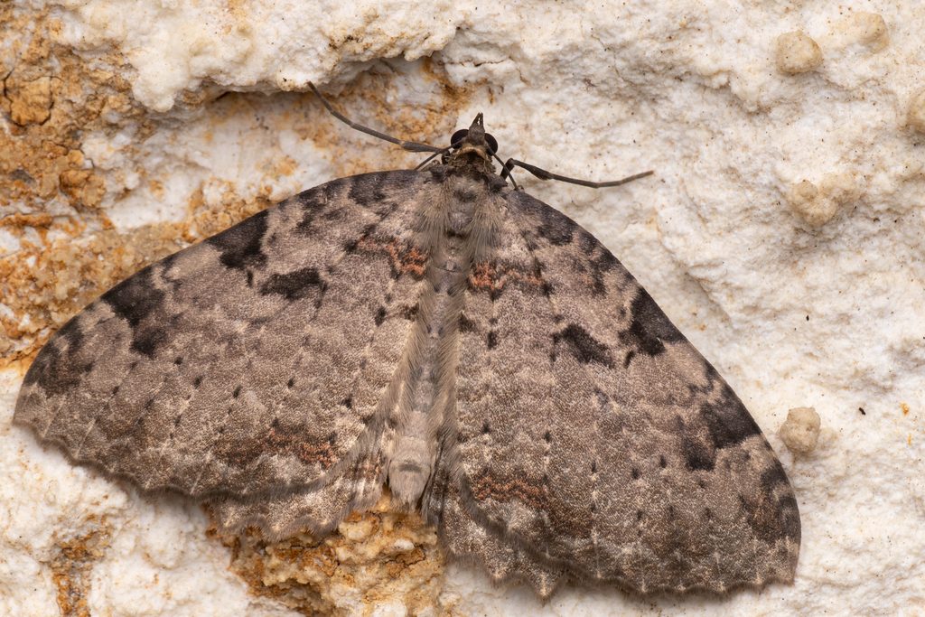 マエモンオオナミシャク（Triphosa sericata (Butler, 1879)）の写真