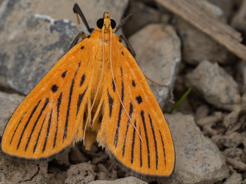 クロスジノメイガ（Tyspanodes striatus (Butler, 1879)）の写真