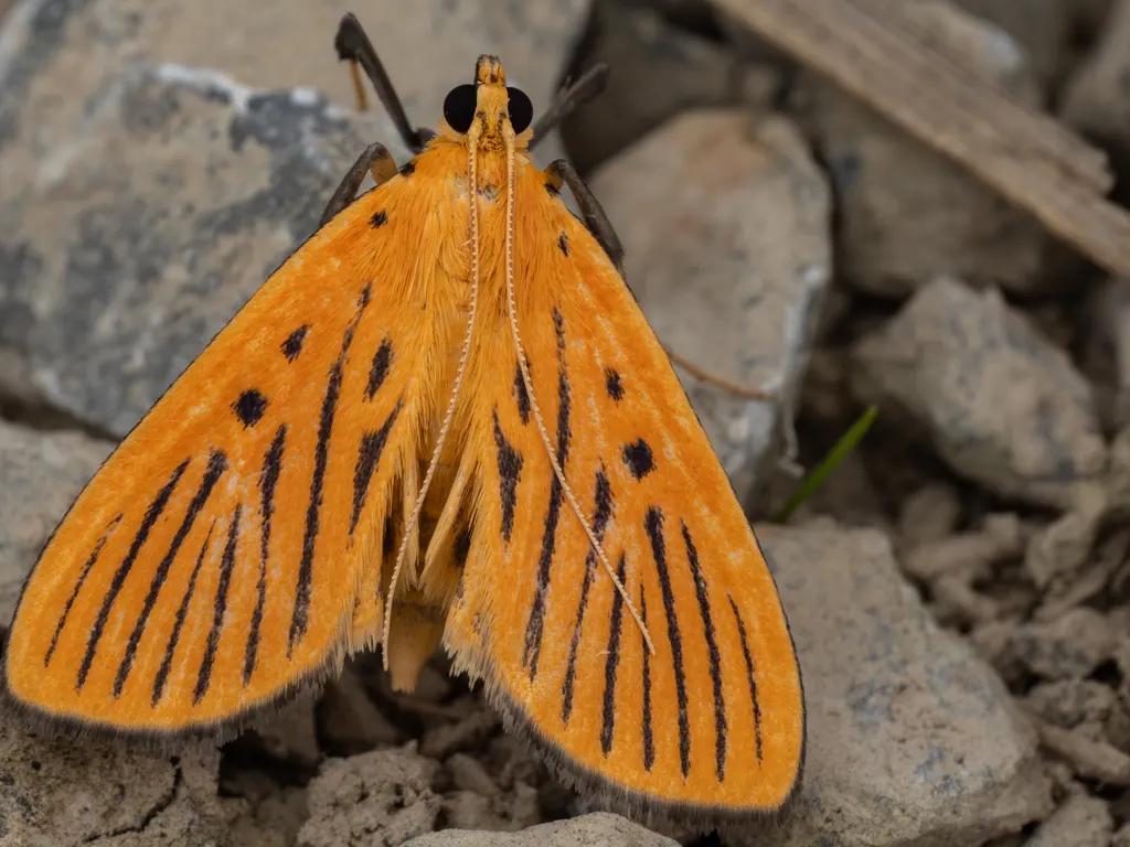 Tyspanodes striatus (Butler, 1879) photograph