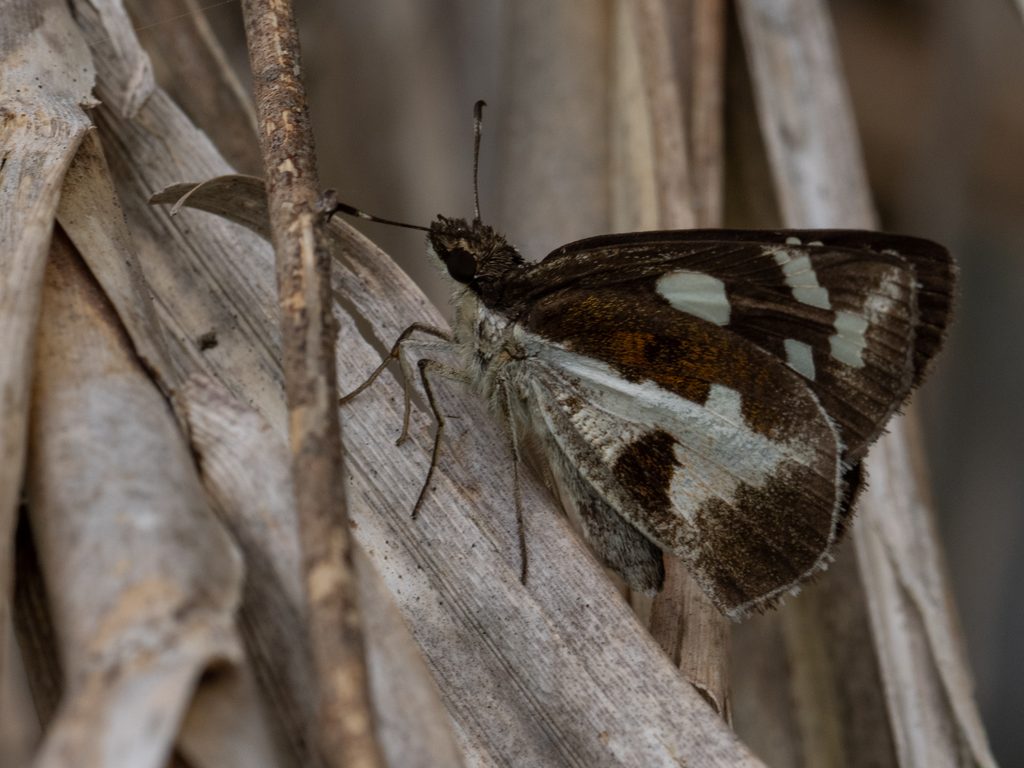 オオシロモンセセリ（Udaspes folus Cramer, 1775）の写真