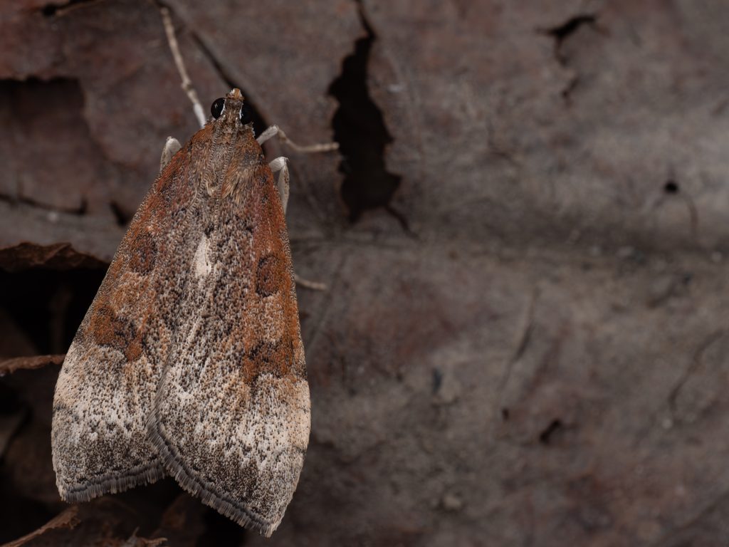 チャモンノメイガ（Udea stigmatalis (Wileman, 1911)）の写真