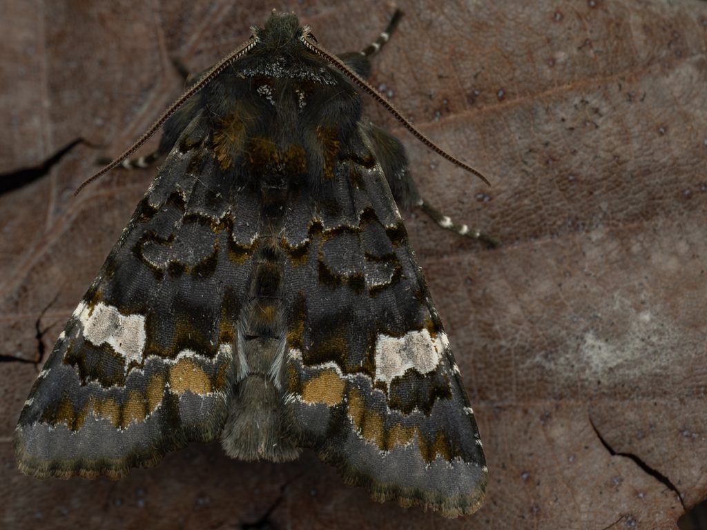 Valeria dilutiapicana Filipjev, 1927 photograph