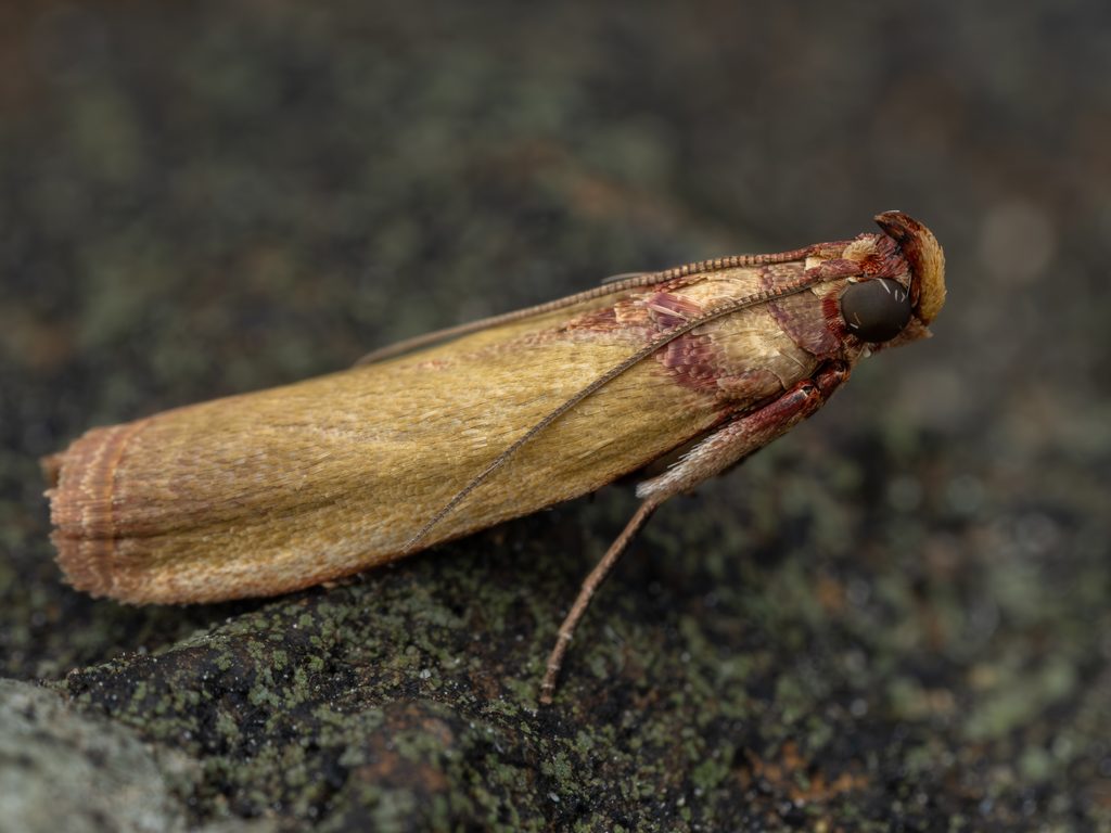 Volobilis chloropterella (Hampson, 1896) photograph