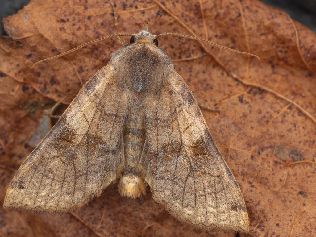 Vulpechola vulpecula (Lederer, 1853) photograph