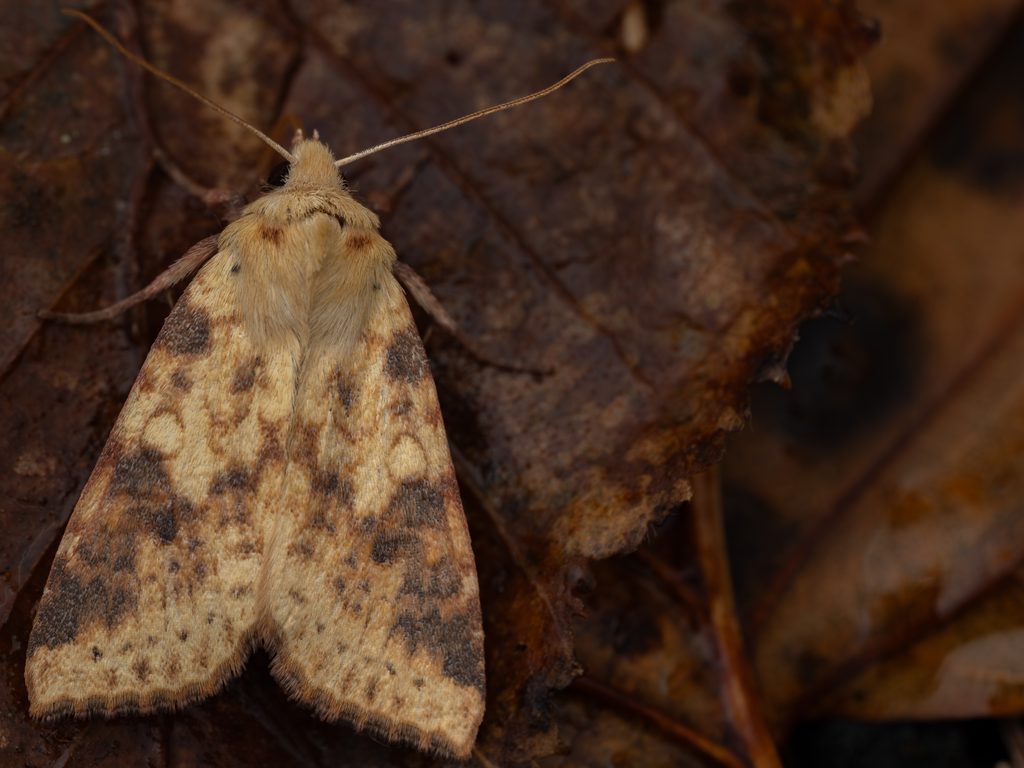 モンキキリガ（Xanthia icteritia (Hufnagel, 1766)）の写真