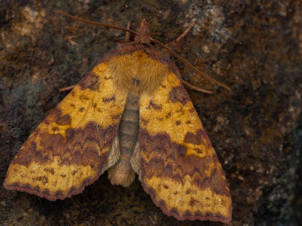 Xanthia togata (Esper, 1788) photograph