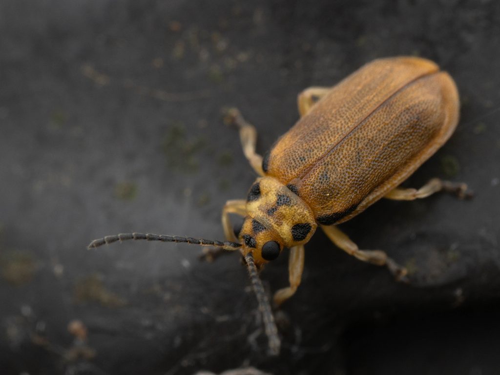 Xanthogaleruca maculicollis (Motschulsky, 1854) photograph