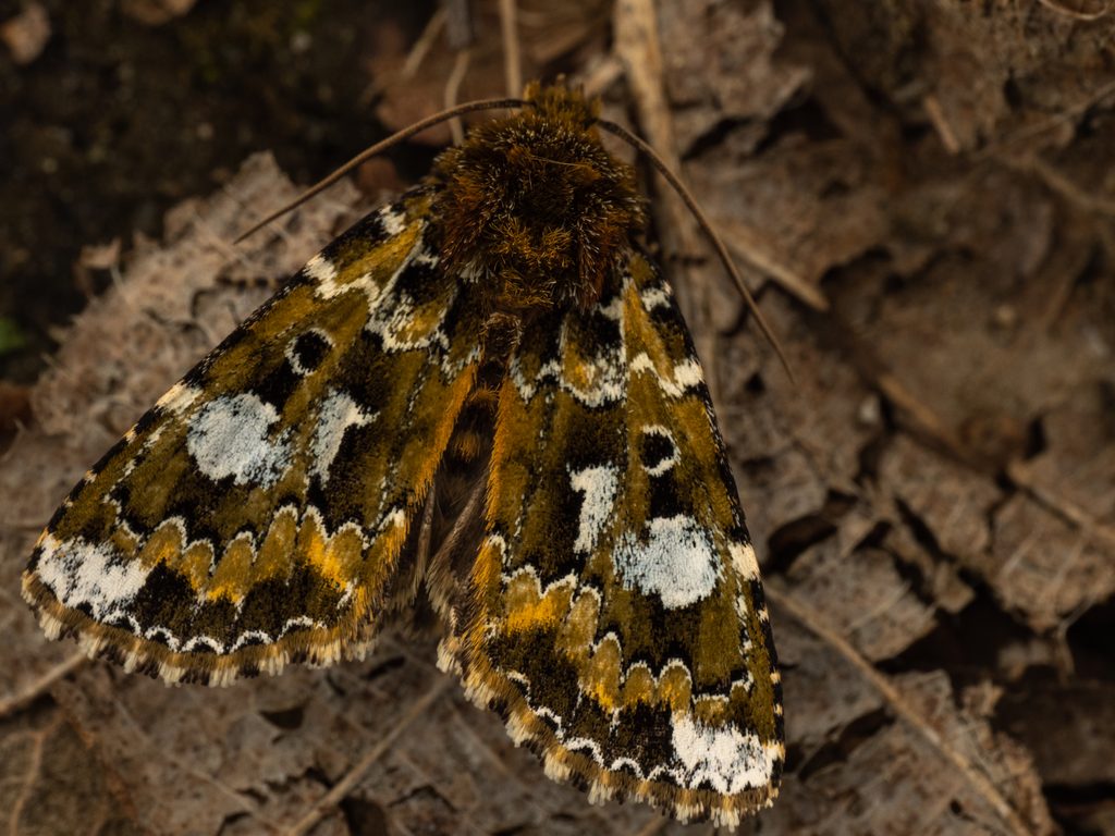 Xenotrachea niphonica Kishida & Yoshimoto, 1979 photograph