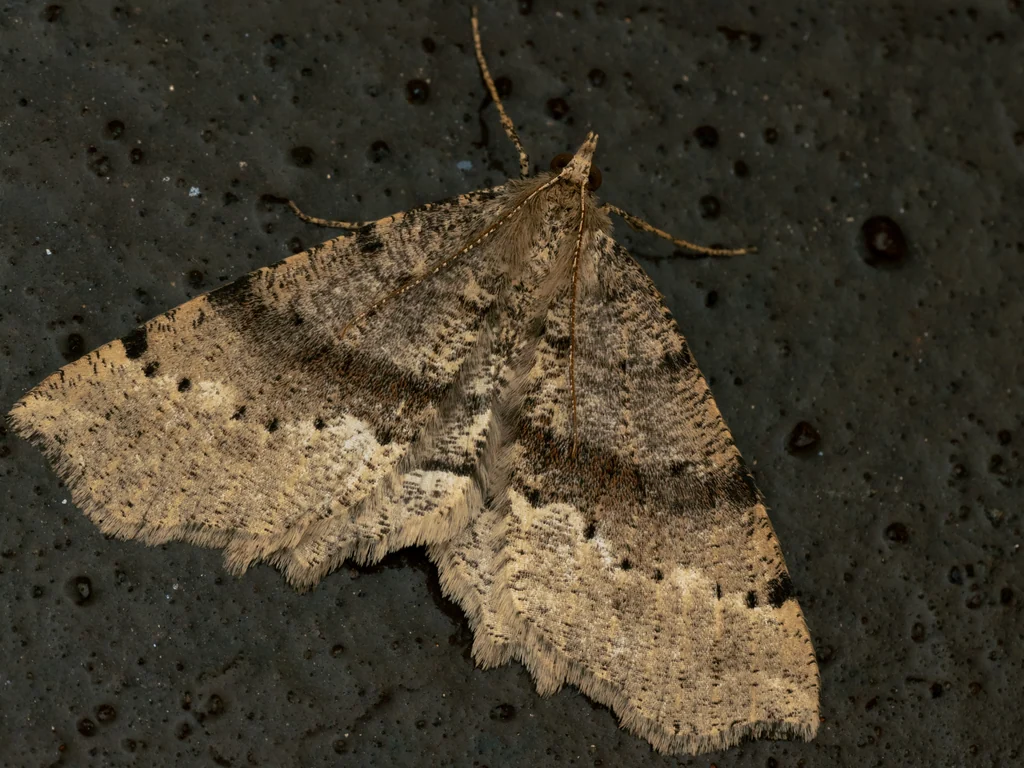Xerodes rufescentarius rufescentarius photograph