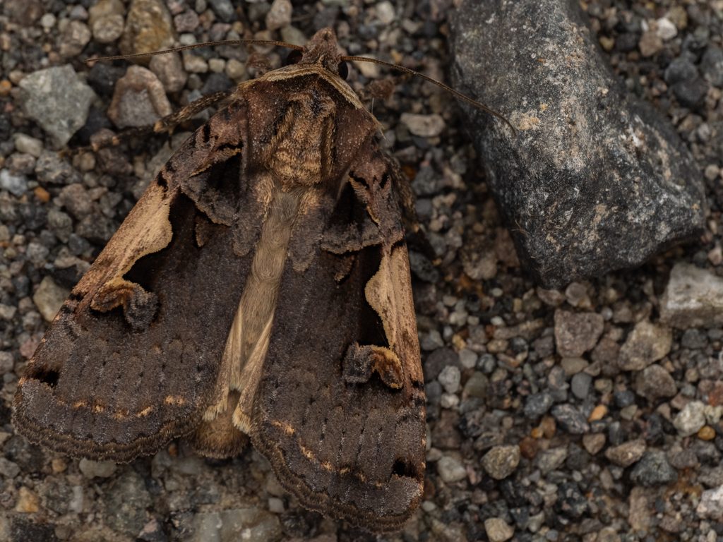 Xestia c-nigrum (Linnaeus, 1758) photograph