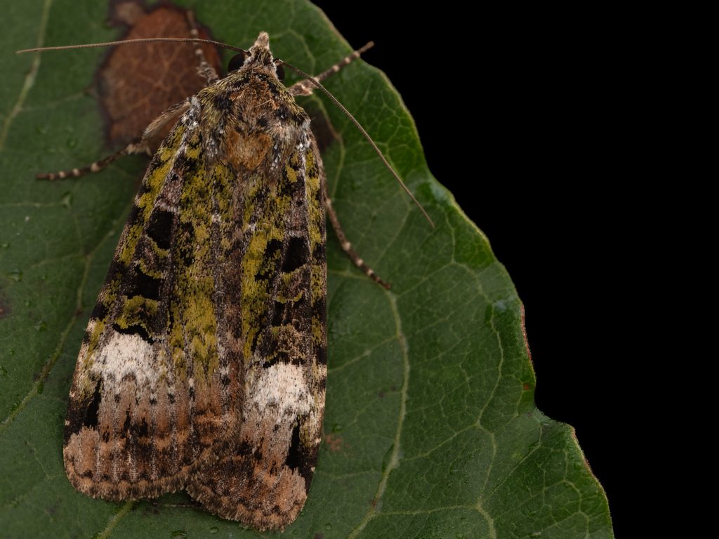 キシタミドリヤガ（Xestia efflorescens (Butler, 1879)）の写真