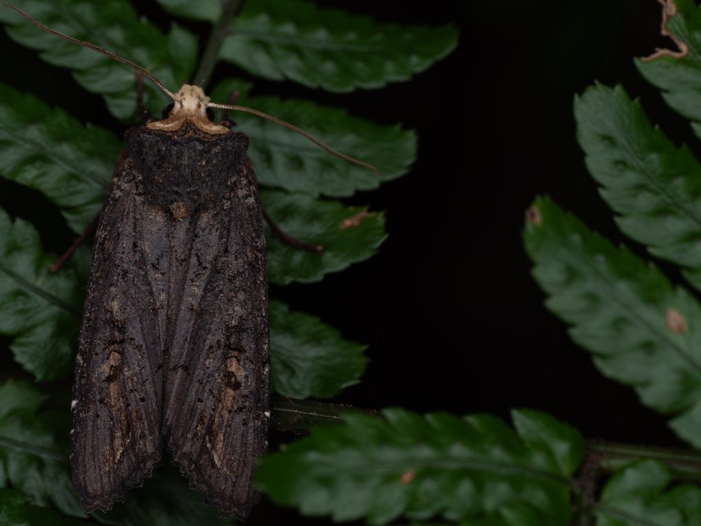 ヒロバモクメキリガ（Xylena changi Horie, 1993）の写真