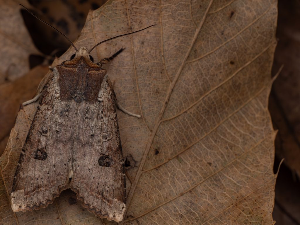 キバラモクメキリガ（Xylena formosa (Butler, 1878)）の写真
