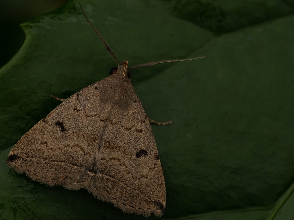 Zanclognatha yaeyamalis Owada, 1977 photograph