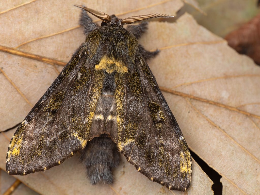 アオバシャチホコ（Zaranga permagna (Butler, 1881)）の写真
