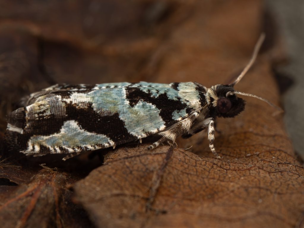 Zeiraphera caeruleumana Kawabe, 1980 photograph