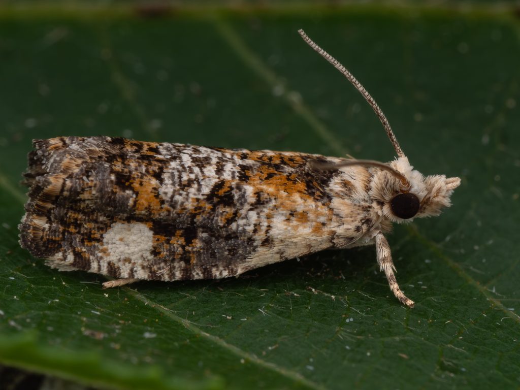 Zeiraphera demutata (Walsingham, 1900) photograph