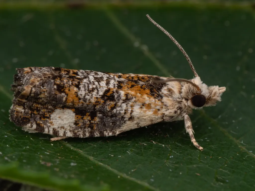 Zeiraphera demutata (Walsingham, 1900) photograph